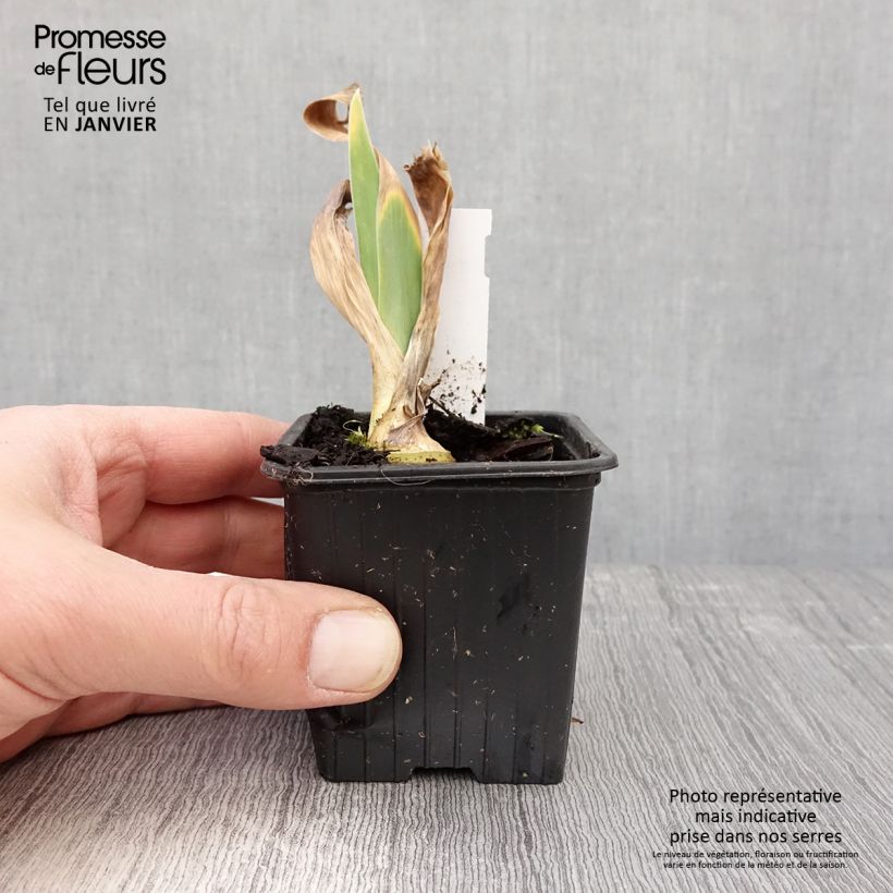 Exemplar von Iris Flamant Rose - Schwertlilie Kleine Töpfe von 8/9 cm wie im Winter geliefert