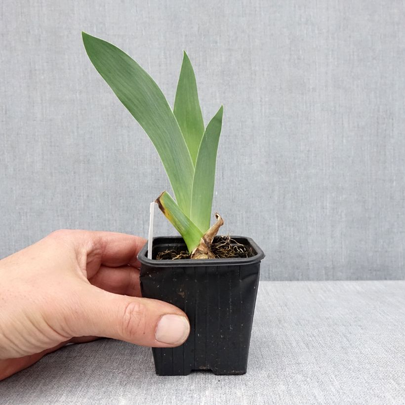 Exemplar von Iris Flamant Rose - Schwertlilie Kleine Töpfe von 8/9 cm wie im Frühjahr geliefert