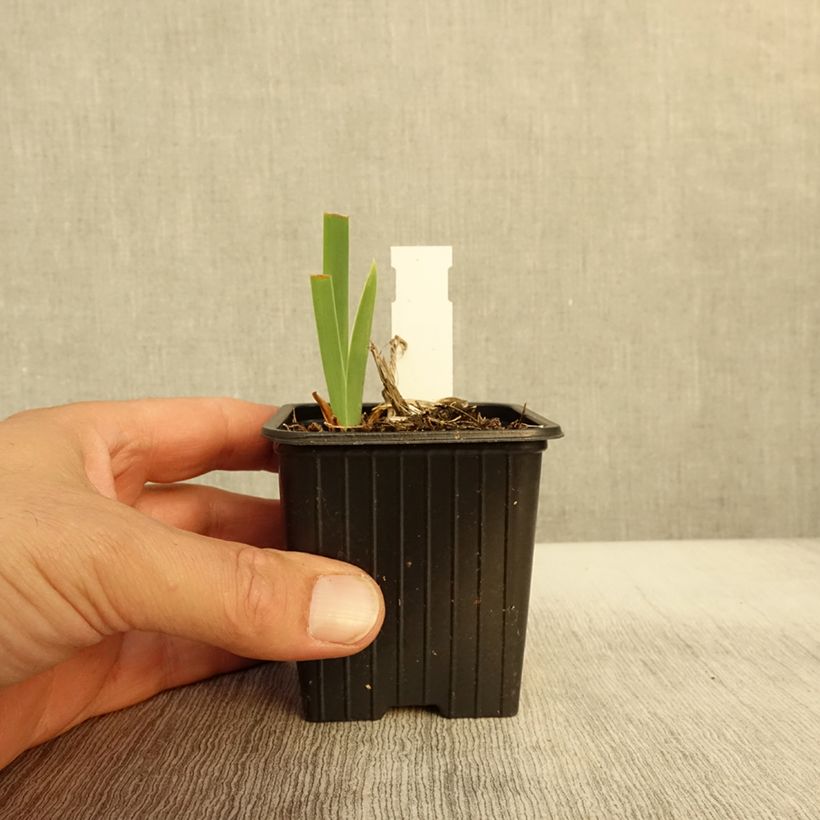 Exemplar von Iris Flaming Dragon - Schwertlilie Kleine Töpfe von 8/9 cm wie im Herbst geliefert