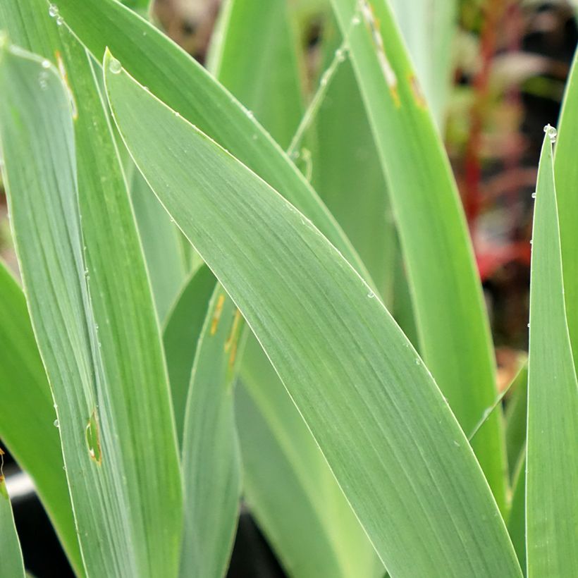 Iris Flaming Dragon - Schwertlilie (Laub)