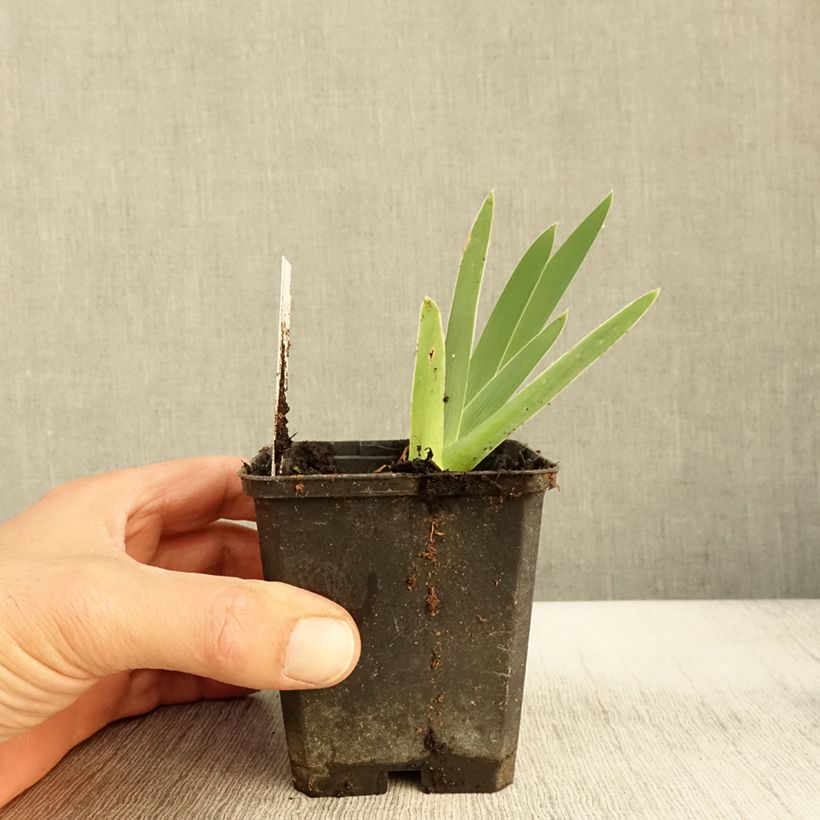 Exemplar von Iris Galopade - Schwertlilie Kleine Töpfe von 8/9 cm wie im Herbst geliefert