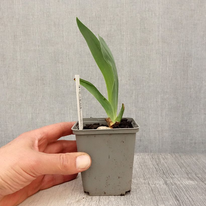 Exemplar von Iris Gipsy Romance - Schwertlilie Kleine Töpfe von 8/9 cm wie im Frühjahr geliefert