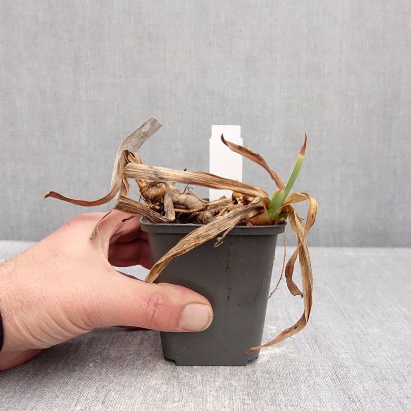 Exemplar von Iris Gracchus - Schwertlilie Kleine Töpfe von 8/9 cm wie im Winter geliefert