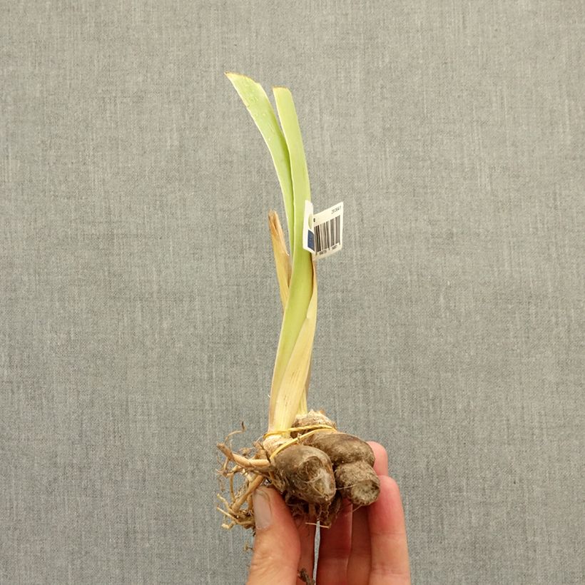 Exemplar von Iris Happenstance - Schwertlilie Rhizom wie im Sommer geliefert