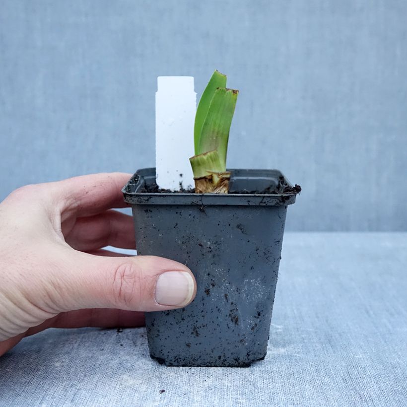 Exemplar von Iris Harbor Blue - Schwertlilie Kleine Töpfe von 8/9 cm wie im Winter geliefert