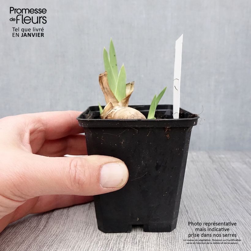 Exemplar von Iris Haut les Voiles - Schwertlilie Kleine Töpfe von 8/9 cm wie im Winter geliefert