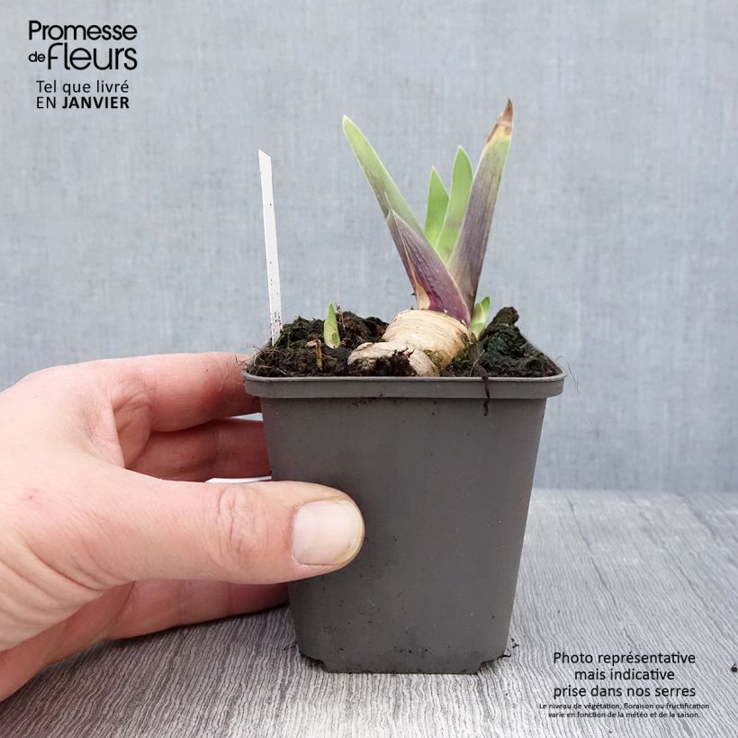 Exemplar von Iris Honky Tonk Blues - Schwertlilie Kleine Töpfe von 8/9 cm wie im Winter geliefert