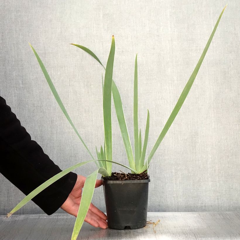 Exemplar von Iris Immortality - Schwertlilie Topf mit 1,5L/2L wie im Herbst geliefert