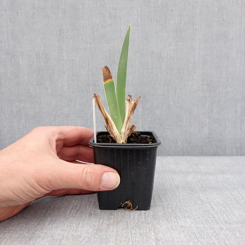 Exemplar von Iris Inferno - Schwertlilie Kleine Töpfe von 8/9 cm wie im Winter geliefert