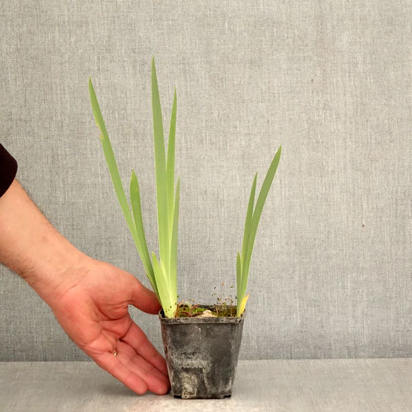 Exemplar von Iris Inviting - Schwertlilie Kleine Töpfe von 8/9 cm wie im Frühjahr geliefert