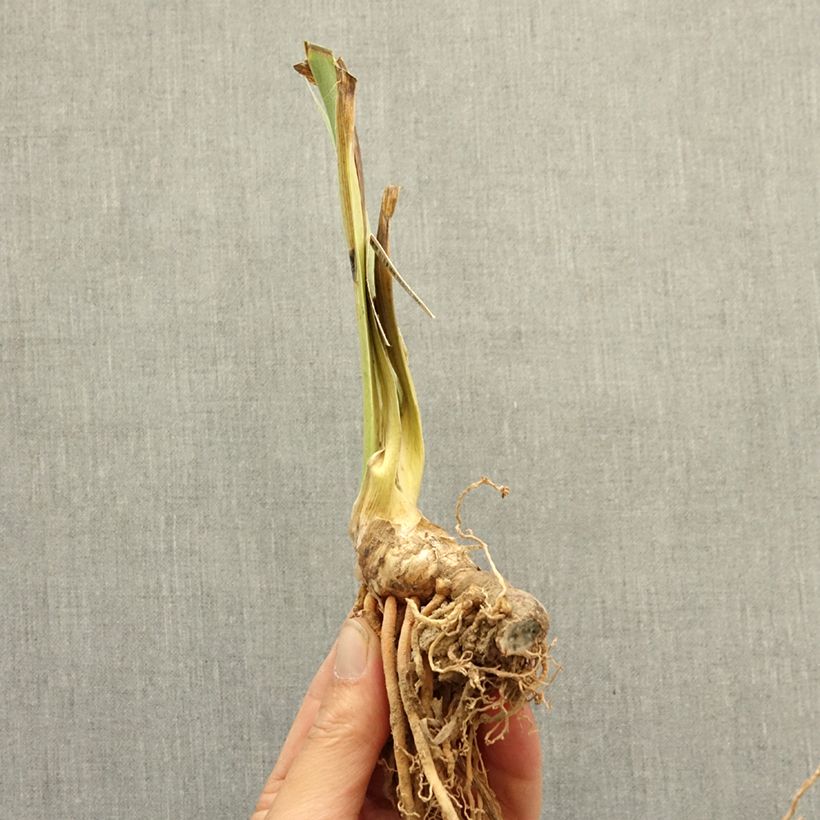 Exemplar von Iris Island Sun - Schwertlilie Rhizom wie im Winter geliefert