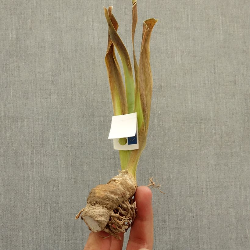 Exemplar von Iris It’s A Small World - Schwertlilie Rhizom wie im Winter geliefert