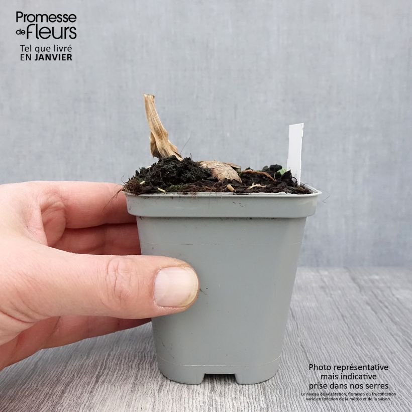 Exemplar von Iris Jazz Festival - Schwertlilie Kleine Töpfe von 8/9 cm wie im Winter geliefert