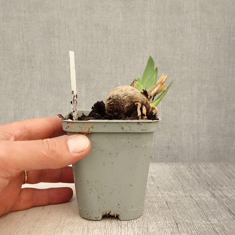 Exemplar von Iris Jazz Festival - Schwertlilie Kleine Töpfe von 8/9 cm wie im Frühjahr geliefert