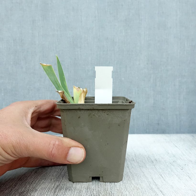 Exemplar von Iris Je Vole - Schwertlilie Kleine Töpfe von 8/9 cm wie im Herbst geliefert