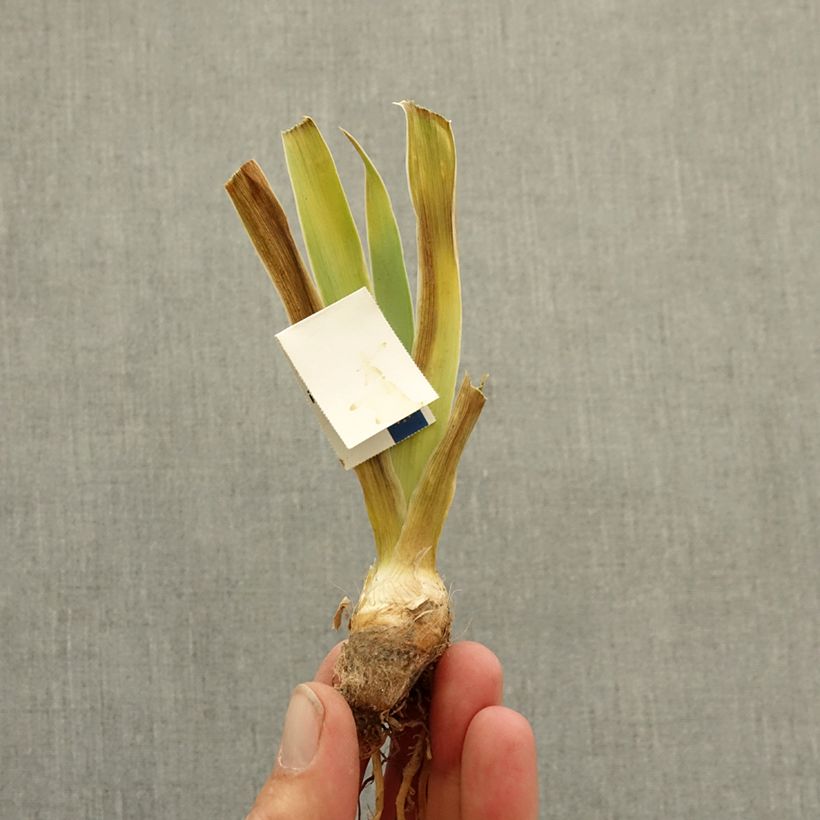 Exemplar von Iris Jive - Schwertlilie Rhizom wie im Winter geliefert