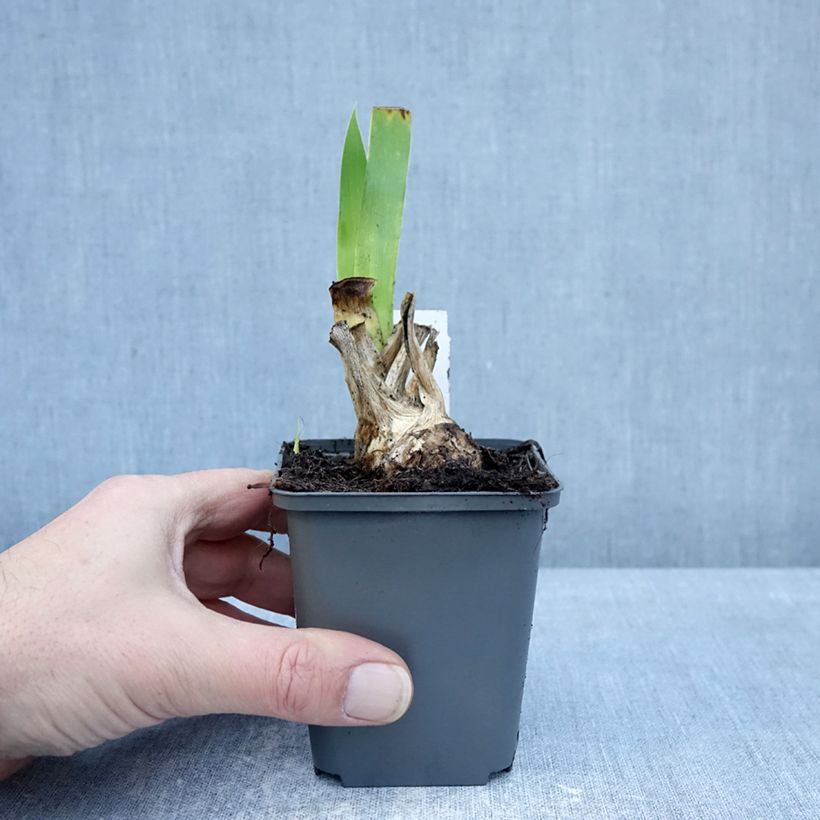 Exemplar von Iris germanica Joyful Skies - Iris des Jardins Godet de 8/9 cm wie im Winter geliefert