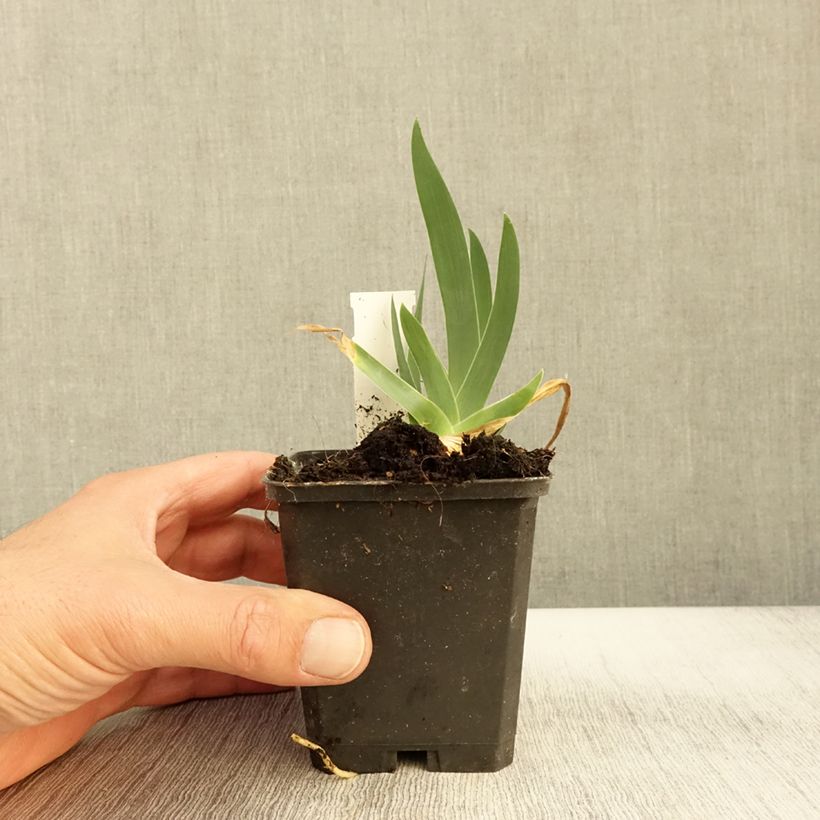 Exemplar von Iris Jus de Pomme - Schwertlilie Kleine Töpfe von 8/9 cm wie im Herbst geliefert