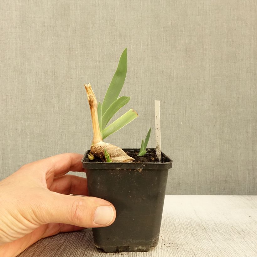Exemplar von Iris Lark Ascending - Schwertlilie Kleine Töpfe von 8/9 cm wie im Herbst geliefert