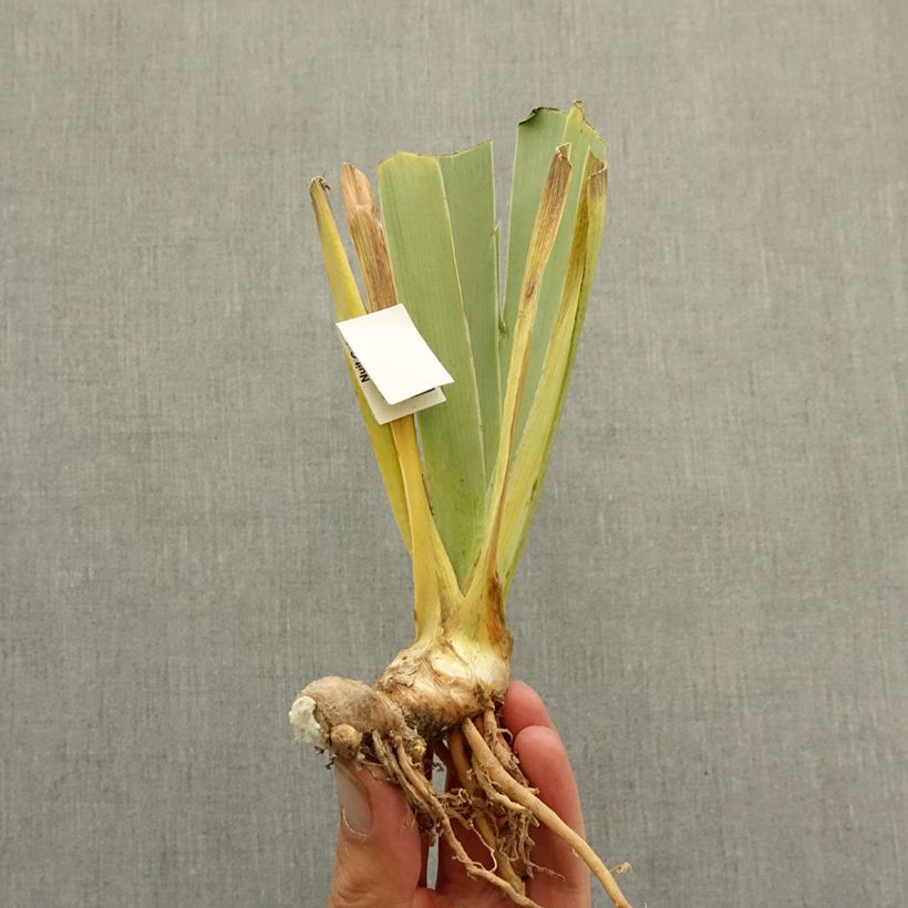 Exemplar von Iris Le Bois Du Vent - Schwertlilie Rhizom wie im Winter geliefert