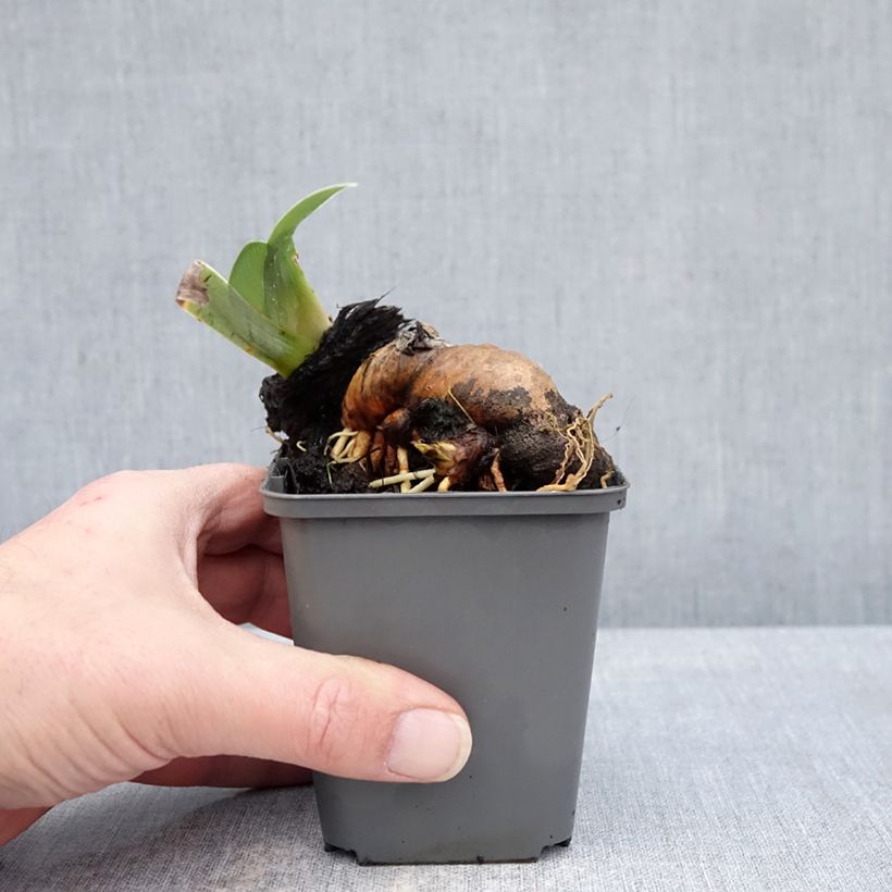 Exemplar von Iris Mallow dramatic - Schwertlilie Kleine Töpfe von 8/9 cm wie im Winter geliefert