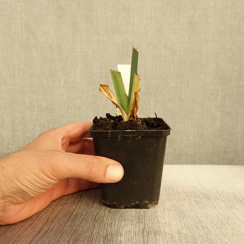 Exemplar von Iris Marron Chaud - Schwertlilie Kleine Töpfe von 8/9 cm wie im Herbst geliefert