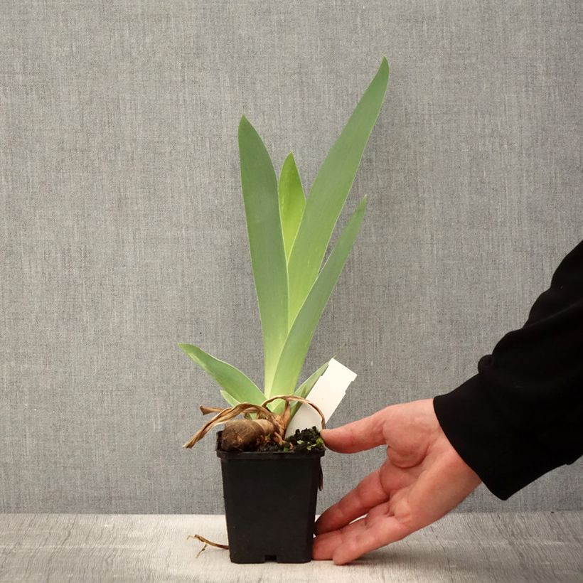 Exemplar von Iris Mer du Sud - Schwertlilie Kleine Töpfe von 8/9 cm wie im Frühjahr geliefert