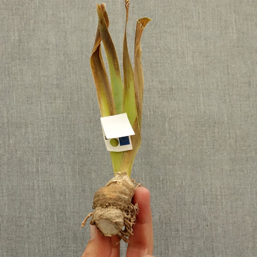 Exemplar von Iris Mistigri - Schwertlilie Rhizom wie im Winter geliefert