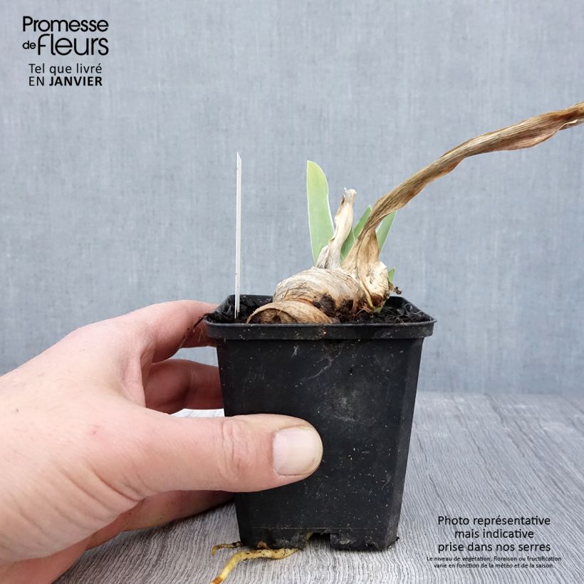 Exemplar von Iris Oh! Susannah - Schwertlilie Kleine Töpfe von 8/9 cm wie im Winter geliefert