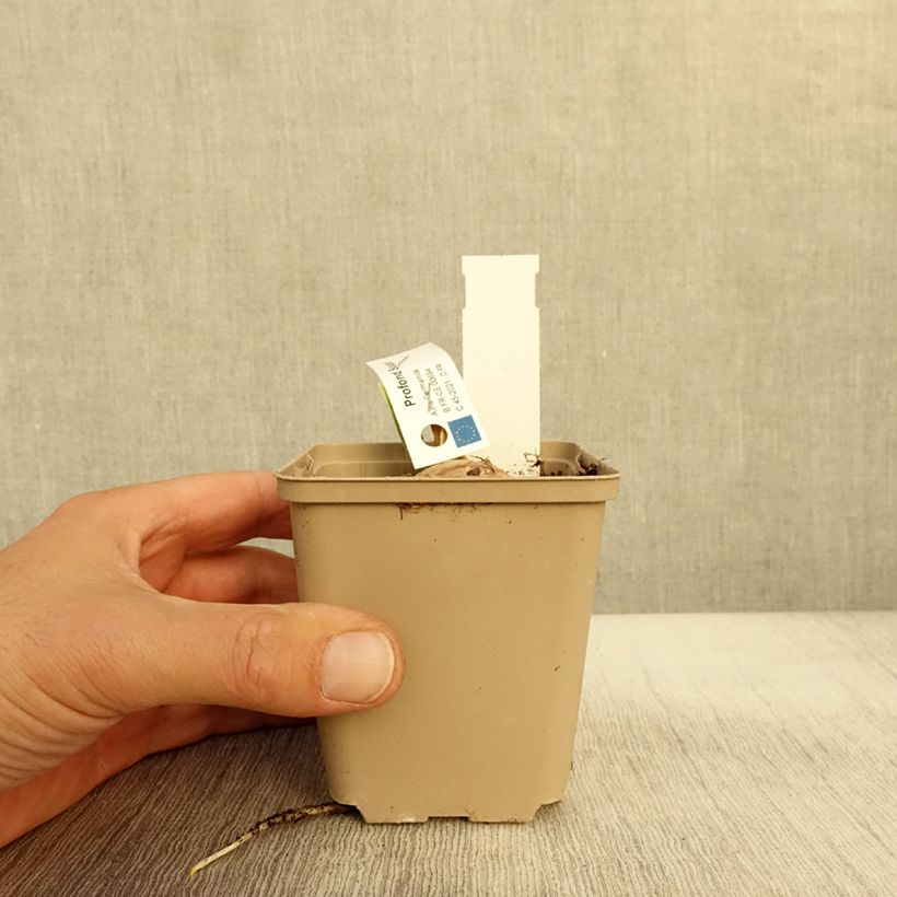 Exemplar von Iris Profond Soupir - Schwertlilie Kleine Töpfe von 8/9 cm wie im Herbst geliefert