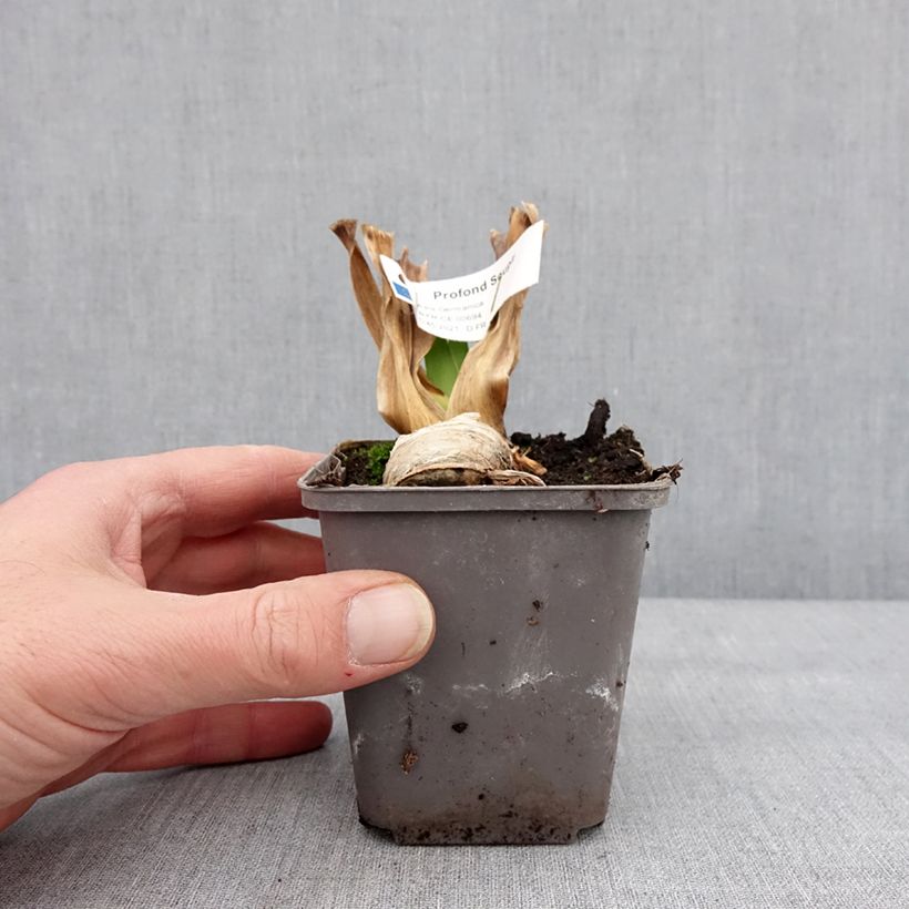 Exemplar von Iris Profond Soupir - Schwertlilie Kleine Töpfe von 8/9 cm wie im Winter geliefert