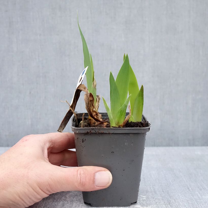Exemplar von Iris Provençal - Schwertlilie Kleine Töpfe von 8/9 cm wie im Winter geliefert