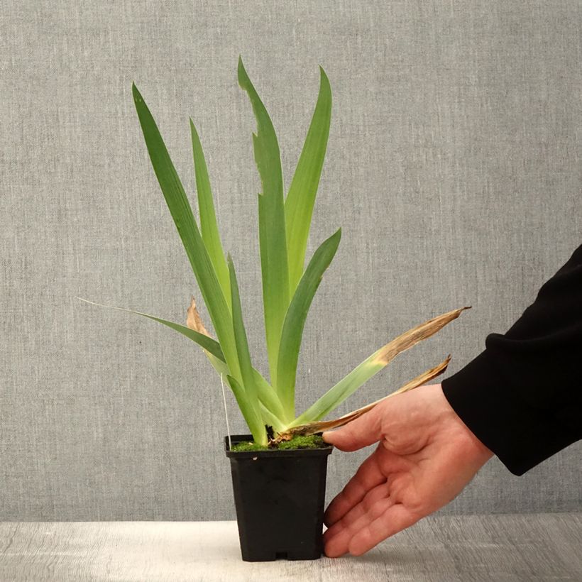 Exemplar von Iris Qualified - Schwertlilie Kleine Töpfe von 8/9 cm wie im Frühjahr geliefert