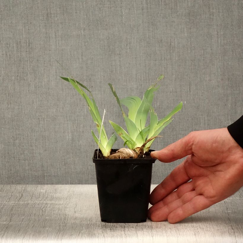 Exemplar von Iris Ré la Blanche - Schwertlilie Kleine Töpfe von 8/9 cm wie im Frühjahr geliefert