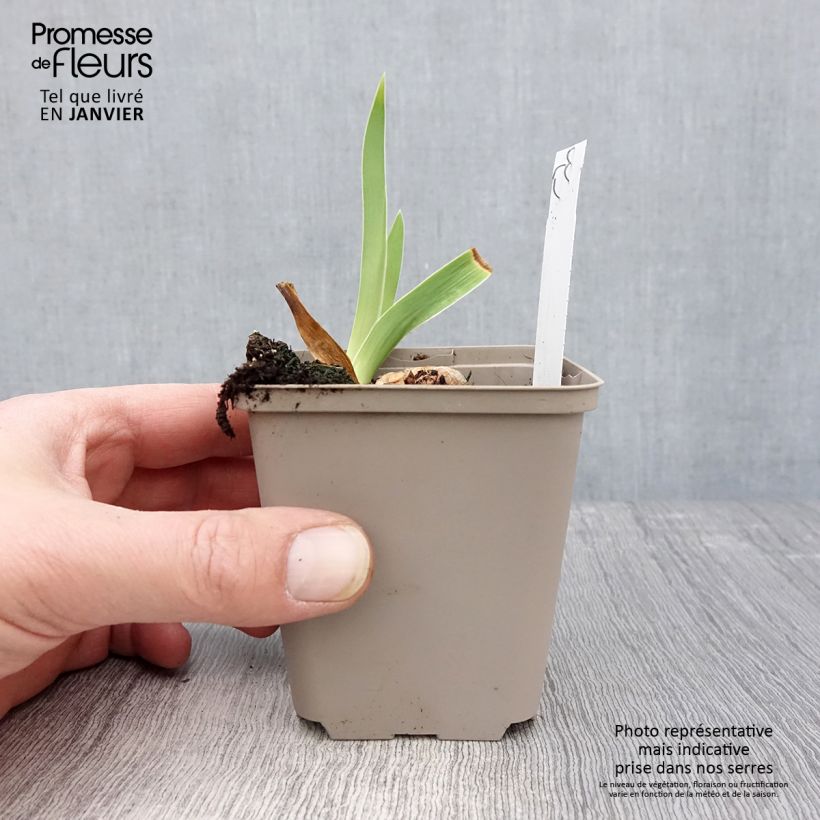 Exemplar von Iris Rio de Oro - Schwertlilie Kleine Töpfe von 8/9 cm wie im Winter geliefert