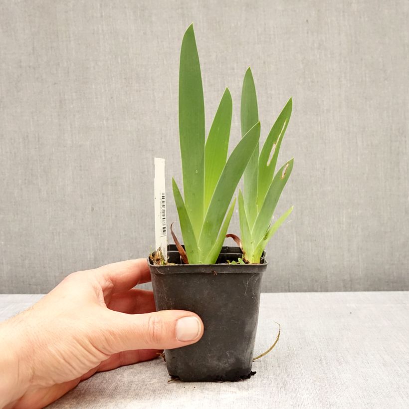 Exemplar von Iris Rouge de Plaisir - Schwertlilie Kleine Töpfe von 8/9 cm wie im Frühjahr geliefert