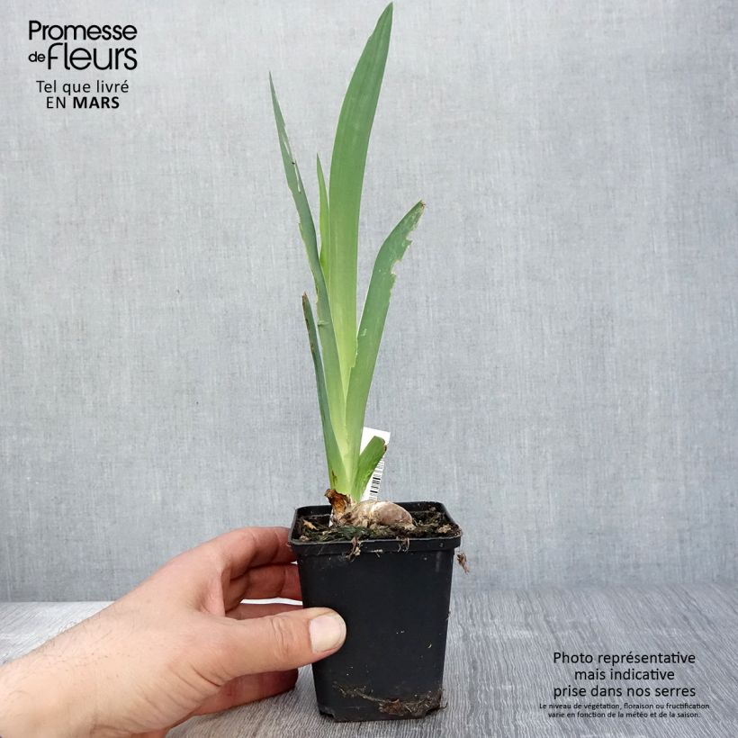 Exemplar von Iris Saturn - Schwertlilie Kleine Töpfe von 8/9 cm wie im Frühjahr geliefert