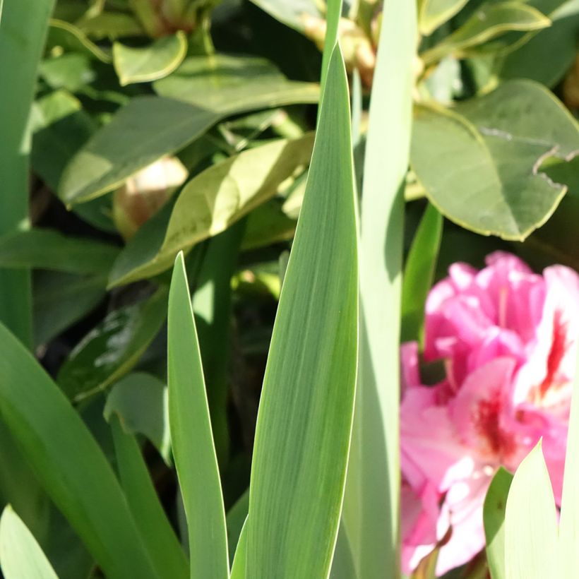 Iris germanica Sharp Dressed Man - Schwertlilie (Laub)