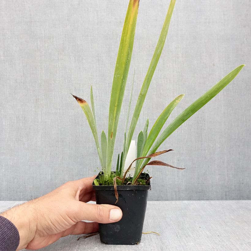 Exemplar von Iris germanica Sharp Dressed Man - Schwertlilie Kleine Töpfe von 8/9 cm wie im Herbst geliefert