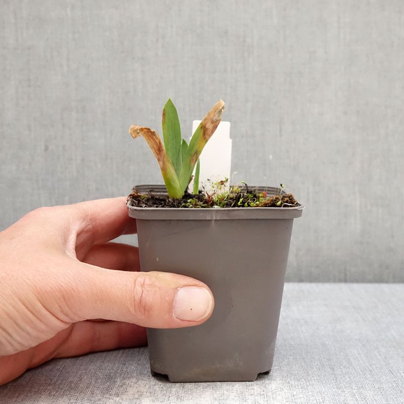 Exemplar von Iris germanica Sharp Dressed Man - Schwertlilie Kleine Töpfe von 8/9 cm wie im Frühjahr geliefert