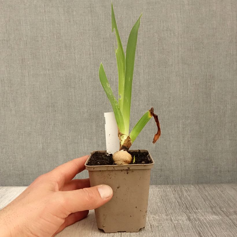 Exemplar von Iris Sharper Image - Schwertlilie Kleine Töpfe von 8/9 cm wie im Frühjahr geliefert