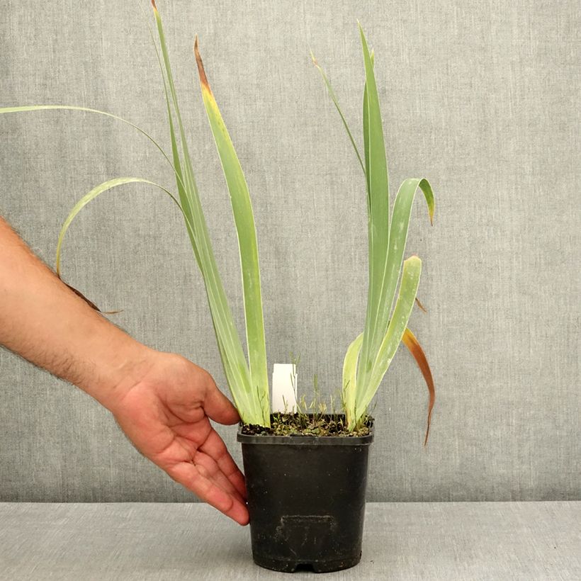 Exemplar von Iris Siva Siva - Schwertlilie Topf mit 1,5L/2L wie im Sommer geliefert