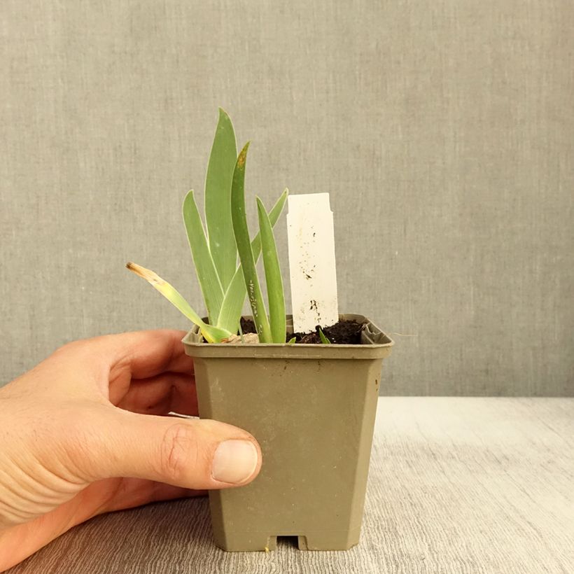 Exemplar von Iris Sorcellerie - Schwertlilie Kleine Töpfe von 8/9 cm wie im Herbst geliefert