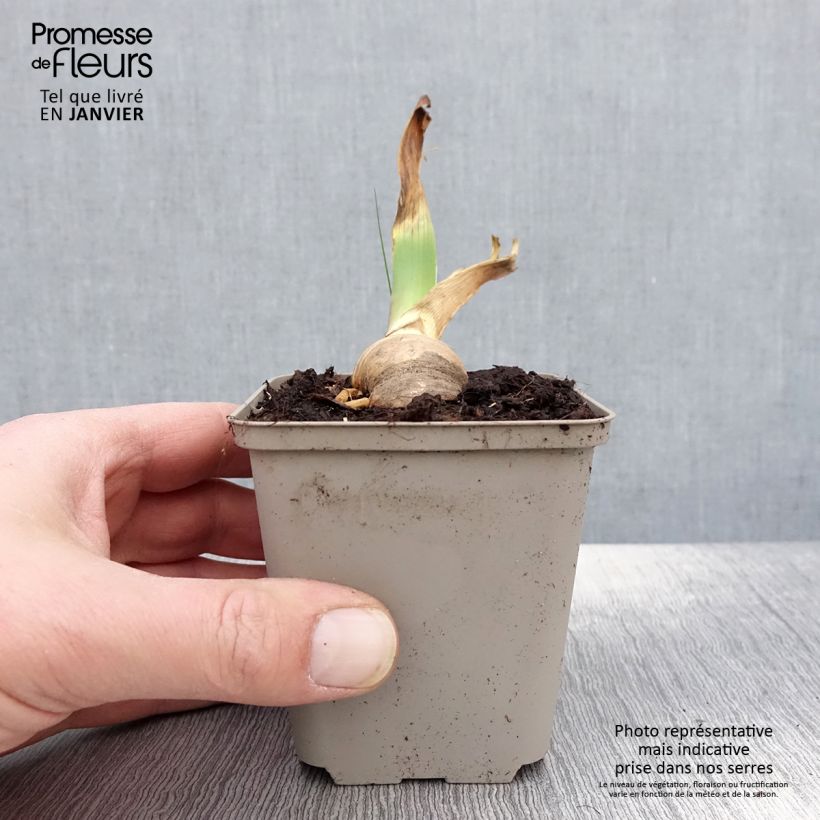 Exemplar von Iris Sovereign Crown - Schwertlilie Kleine Töpfe von 8/9 cm wie im Winter geliefert