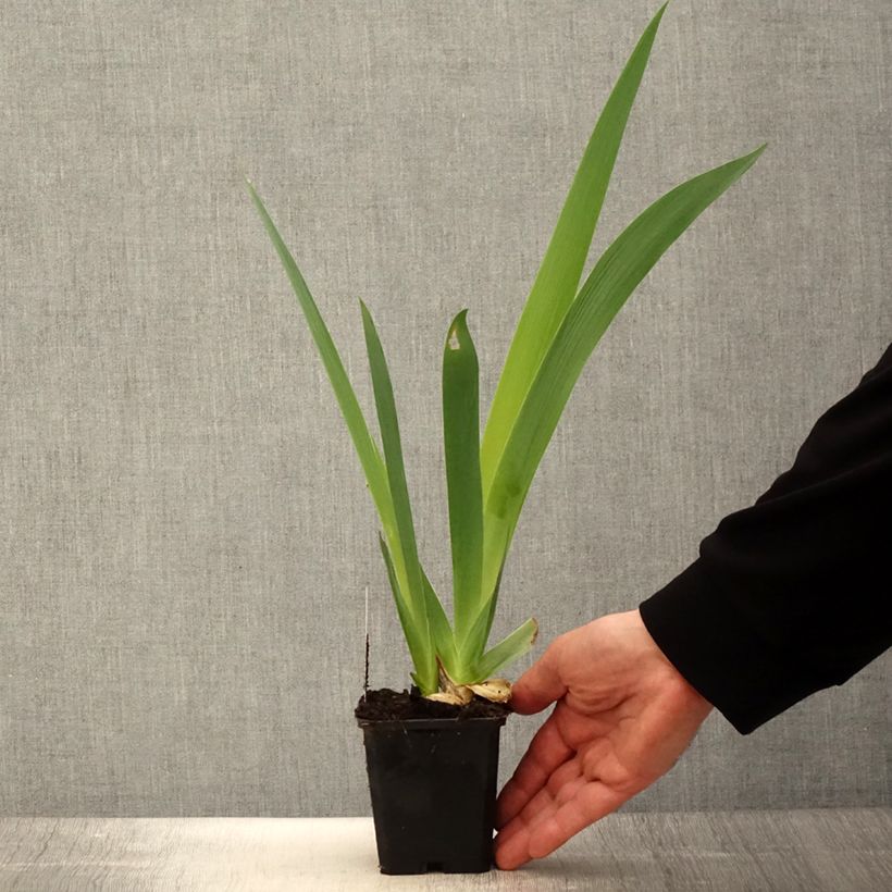 Exemplar von Iris Sovereign Crown - Schwertlilie Kleine Töpfe von 8/9 cm wie im Frühjahr geliefert