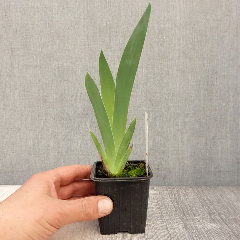 Exemplar von Iris Stepping Out - Schwertlilie Kleine Töpfe von 8/9 cm wie im Frühjahr geliefert