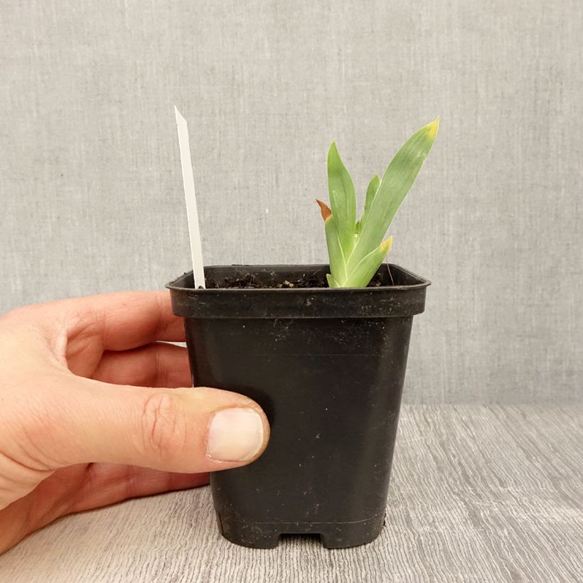 Exemplar von Iris Storm Center - Schwertlilie Kleine Töpfe von 8/9 cm wie im Frühjahr geliefert