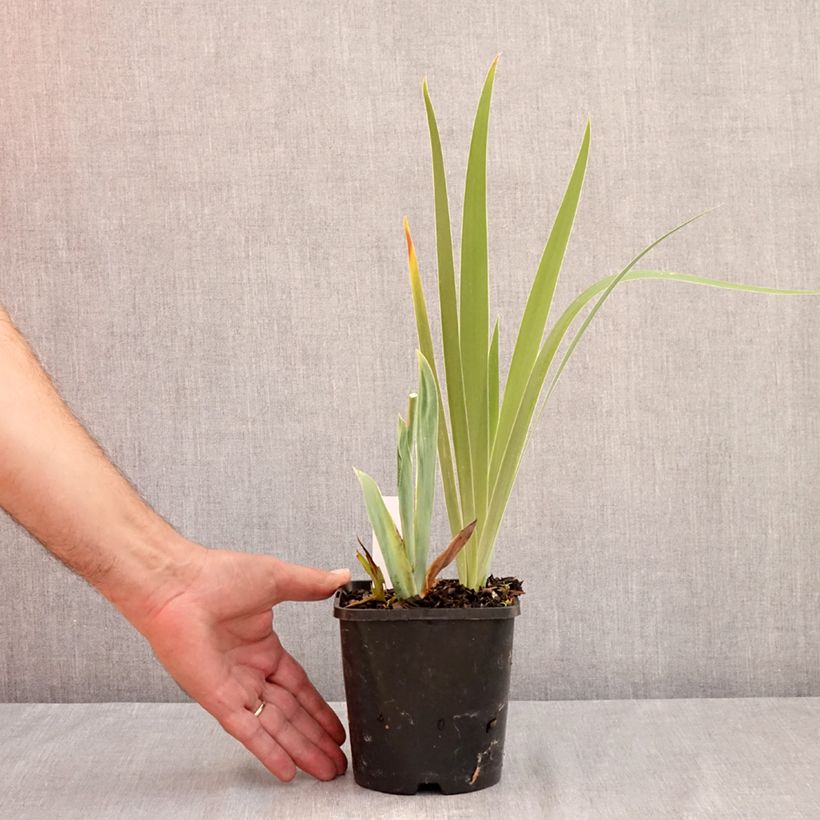 Exemplar von Iris Sunset Sky - Schwertlilie Topf mit 1,5L/2L wie im Sommer geliefert