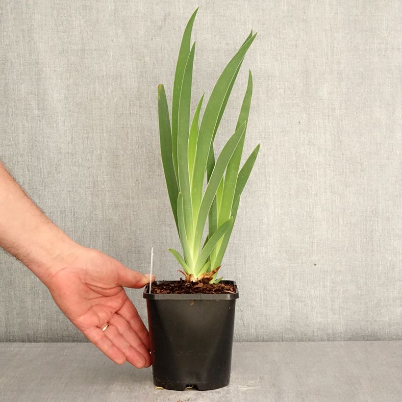 Exemplar von Iris Sunset Sky - Schwertlilie Topf mit 1,5L/2L wie im Frühjahr geliefert