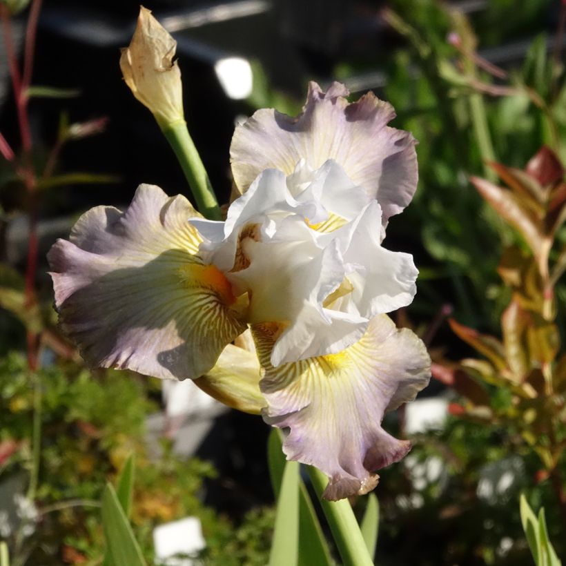Iris Sur la plage - Schwertlilie (Blüte)